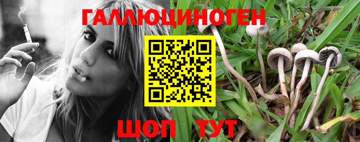Галлюциногенные грибы Psilocybe Гусев
